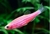 CEBRITA FLUO (DANIO RERIO)