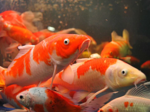 CARPA KOI (CYPRINUS CARPIO)
