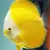 DISCO YELLOW LEMON IMPORTADO (SYMPHYSODON SP.)