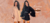 Imagem do banner rotativo CAPRADO