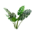 Planta costilla de adan C con fondo transparente
