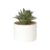 Plantin Bolonia P con fondo blanco