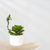 Planta Bolonia A en mesa con pared gris