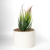 Plantin Artificial Bolonia L con fondo gris