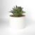 Plantin Bolonia P con fondo gris