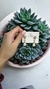 FINA BLANCO - comprar online