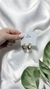 ARGOLLAS DONOSTIA - comprar online