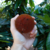 Sabonete Íntimo de Barbatimão e Pimenta Rosa - Regula pH, Hidratante, Antifúngico Natural - comprar online