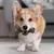 BENEBONE BACON STICK - comprar online