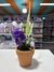 Planta Artificial en internet
