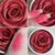 Blush Rosa Glam Beauty - porque você merece flores todos os dias! - comprar online