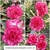 Rosa do Deserto Variegata 13 - comprar online