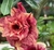 Rosa do Deserto JA74 - comprar online