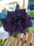 Rosa Do Deserto Black Premier Cristal222