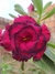 Rosa do Deserto Triple Flamingo - comprar online