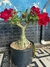 Rosa do deserto Matriz 3 anos Red Cup - comprar online