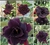 Rosa do Deserto LM742