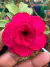 Rosa do Deserto Apple - loja online