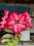 Rosa do Deserto Beija-Flor na internet