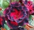 Rosa do Deserto Endless Love - comprar online