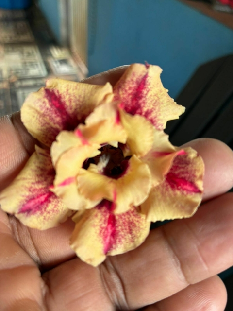 Rosa do Deserto Miss Paraense Perfumada - comprar online