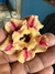 Rosa do Deserto Miss Paraense na internet