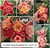 Rosa do Deserto Canan22 - comprar online