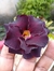 Rosa do Deserto Copenhague - comprar online