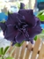 Rosa Do Deserto Black Premier Cristal222 - comprar online