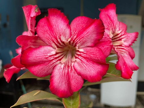 Rosa do Deserto Cristal43 Beija-Flor - comprar online