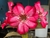 Rosa do Deserto Beija-Flor - comprar online