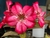 Rosa do Deserto Beija-Flor - loja online