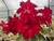 Rosa do Deserto Cristal95 Buquê IARA Cristata - loja online