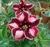 Rosa Do Deserto Pomegranate - comprar online