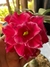 Rosa Do Deserto BR98 - comprar online