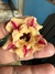 Rosa do Deserto Miss Paraense - comprar online
