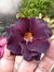 Rosa do Deserto Copenhague - loja online