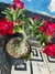 Rosa do deserto Matriz 3 anos Red Cup - loja online