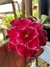 Rosa Do Deserto BR98 na internet