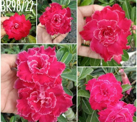 Rosa Do Deserto BR98