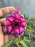 Rosa do Deserto Grafite azul - comprar online