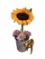 Taza Girasol