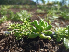 Sedum en internet