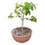 Duranta repens 7 años - Bonsai La Siesta