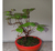 Cissus - 9 cm. - Mini bonsai en internet