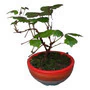 Bonsai La Siesta