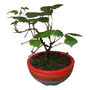 Bonsai La Siesta