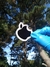 Manzanita Apple.