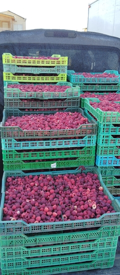 Banner de la categoría Frutas