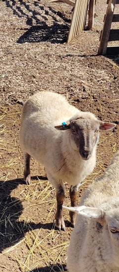 Banner de la categoría Animales. y Otros